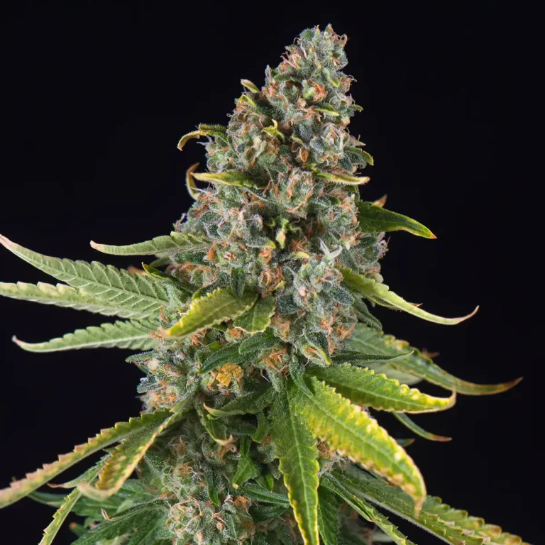 Silk Road NYC - Close Up of a Hybrid Cannabis Flower Bud