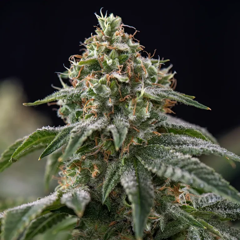 Silk Road NYC - Close Up of a Indica Cannabis Flower Bud