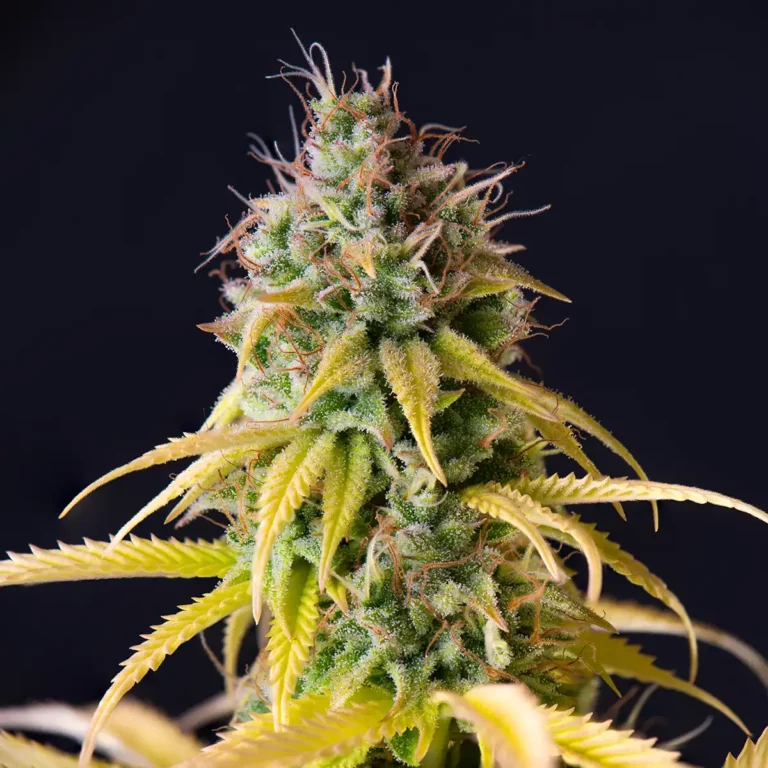 Silk Road NYC - Close Up of a Sativa Cannabis Flower Bud